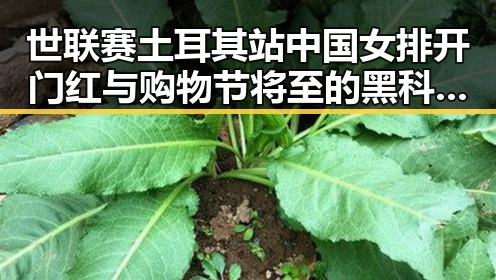 世联赛土耳其站中国女排开门红与购物节将至的黑科技陷阱对比